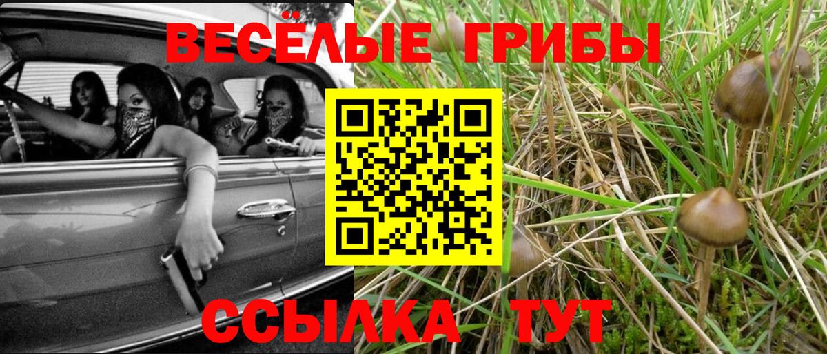 Галлюциногенные грибы Psilocybine cubensis Кизилюрт